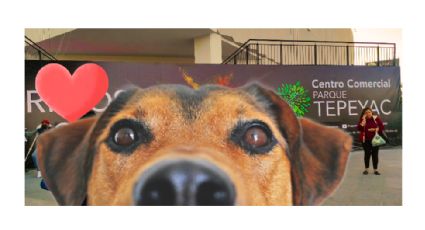 ¿Parque Tepeyac es Dog Friendly? Esto debes saber si quieres llevar a tu lomito