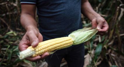 'Precio internacional del maíz había estado muy bien, pero ahora bajó un 18%'