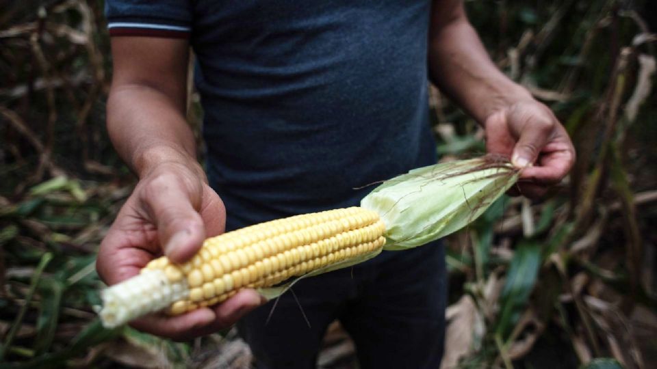 Productores de maíz.