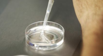 Embriones humanos: científicos preocupan al mundo al crear los primeros sintéticos por esta razón