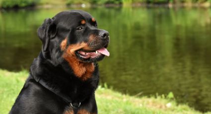 Rottweiler: todo lo que debes de saber de esta raza antes de adoptar uno