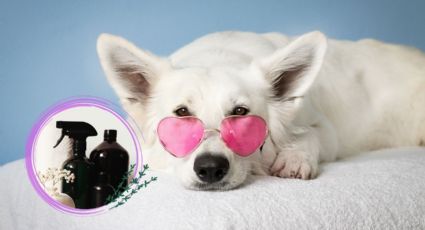 Perfume para perros: Paso a paso para prepararlo, según especialista