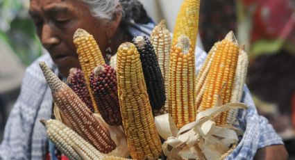 México impondrá aranceles al maíz blanco; busca frenar transgénicos