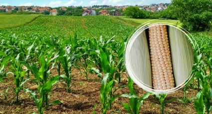 Crisis de maíz en México: claves para entender el problema de los productores