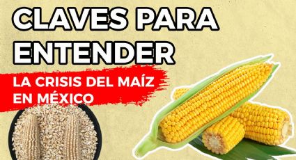 Claves para entender la crisis de maíz en México