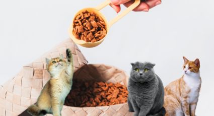 Esta es la marca de croquetas para gato con más proteína, según la Profeco