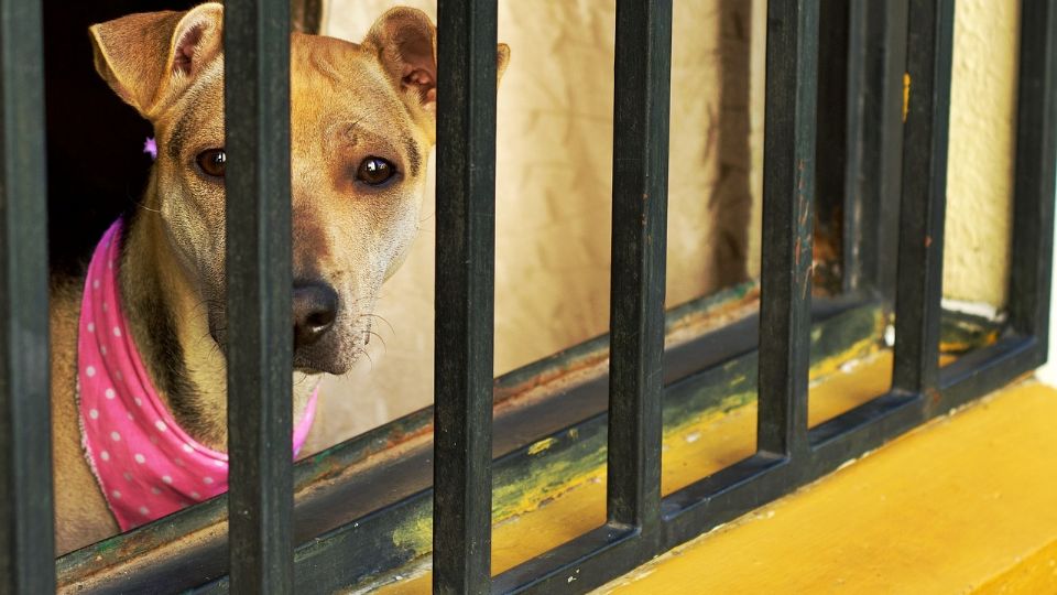 Fiscalía de la CDMX crea una unidad especializada para combatir el maltrato animal.