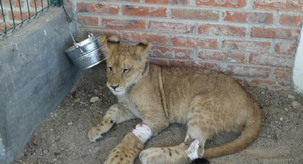 PROFEPA canaliza a cachorro de león que fue hallado en un predio abandonado en Celaya