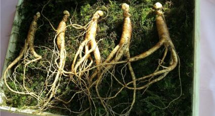 Ginseng