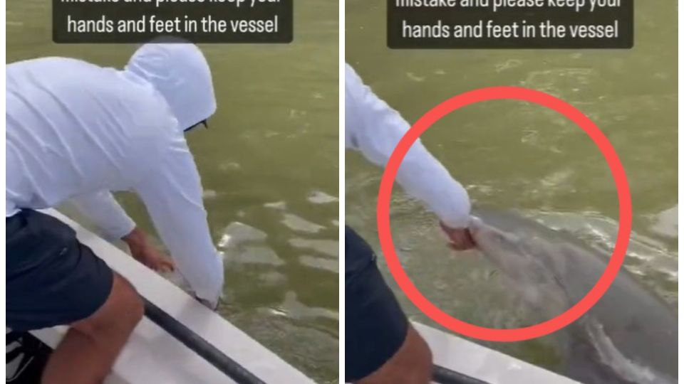 Pescador sufre el ataque de un tiburón a bordo de una lancha en Florida.