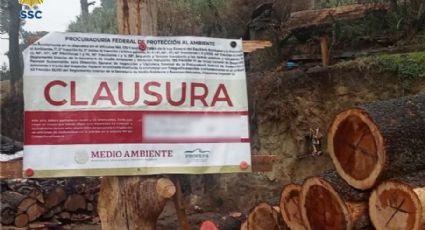 Desmantelan dos aserraderos clandestinos en la alcaldía Tlalpan