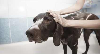 ¿Bañas a tu perro con jabón Zote? Esto es lo que debes saber sobre sus beneficios