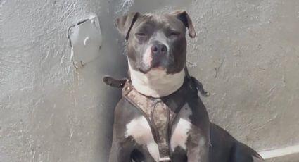 Detienen a dueño de un pitbull por agredirlo desmedidamente