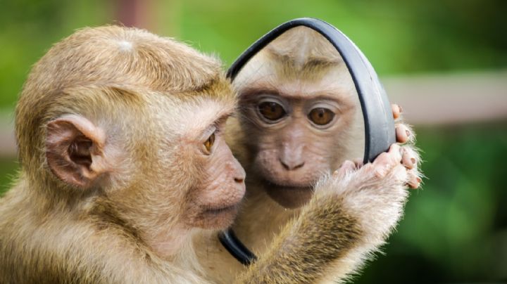 Descifran genoma del 50% de las especies de primates