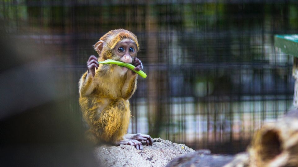 Se descifró el 50 por ciento del genoma de los primates.