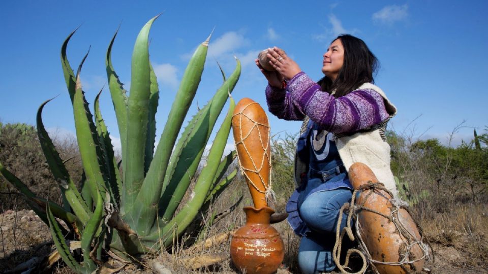 Imagen Ilustrativa: Festival del Agave: Cuándo, dónde y cuánto cuesta la entrada