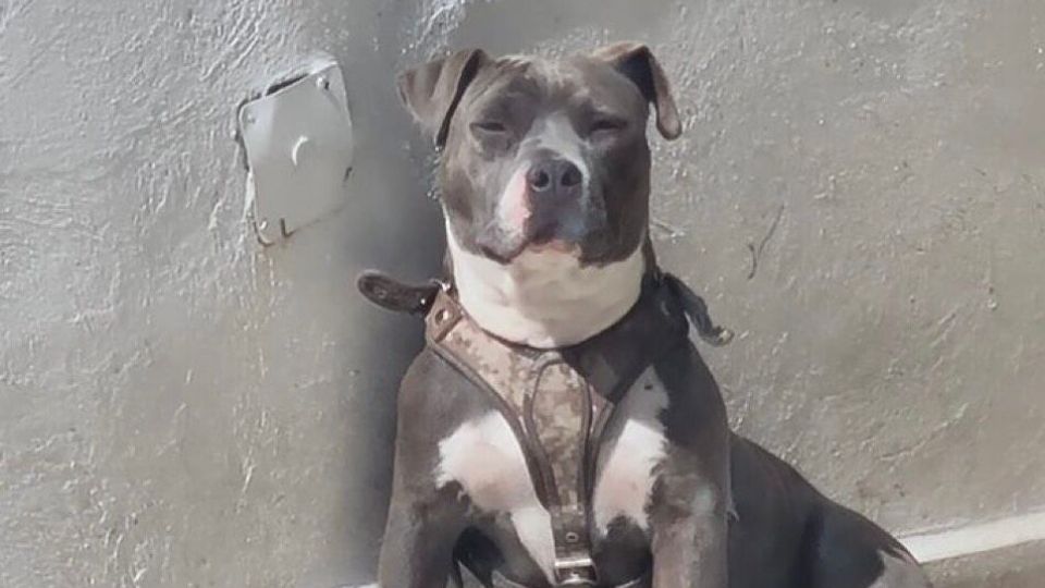 Detuvieron al dueño de un perro pitbull.