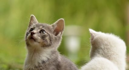 ¿Cómo hacer que los gatos reciban a un nuevo miembro felino a la familia?