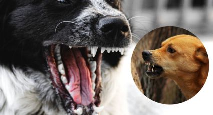 Estos son los perros más agresivos y no son pitbull, según universidad en Londres