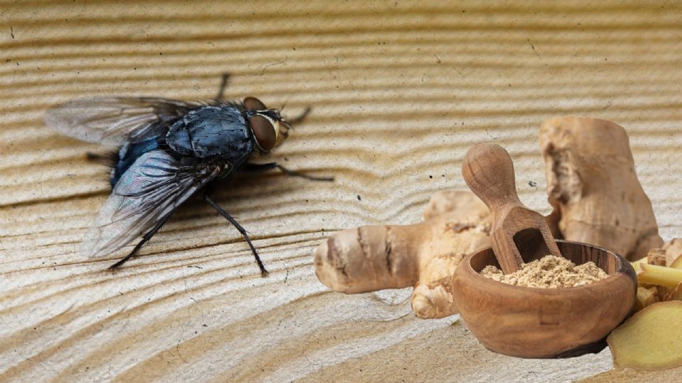 El poder del jengibre hará su magia contra estos insectos.