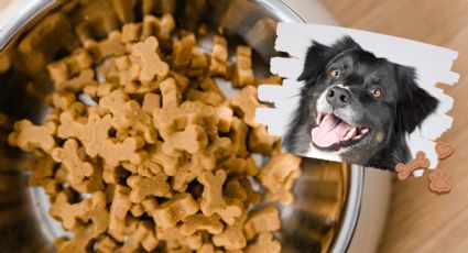 Profeco: 3 marcas baratas de croquetas para perro con más proteína, según estudio