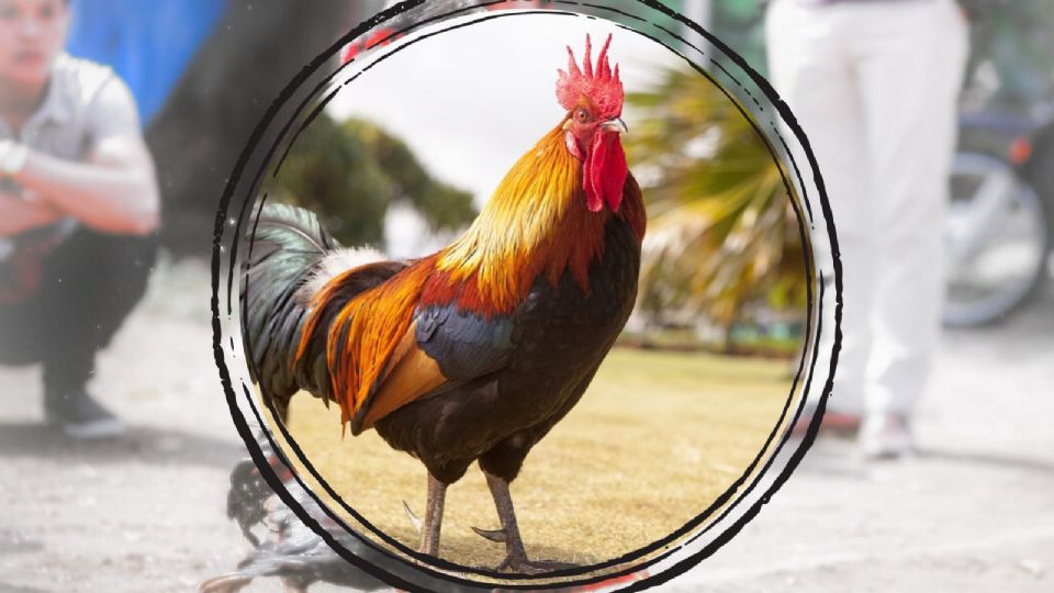 El experto en estos animales señaló que lo gallos pelan por naturaleza.