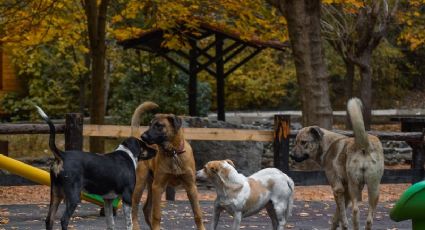 ¿Debemos rescatar a todos los perros?