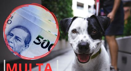 ¡Obligatorio! pasaporte genético para sancionar los excrementos de perro en esta ciudad