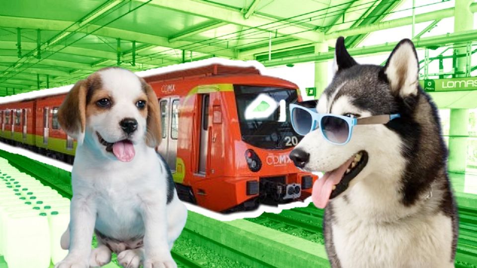 Perritos del metro.