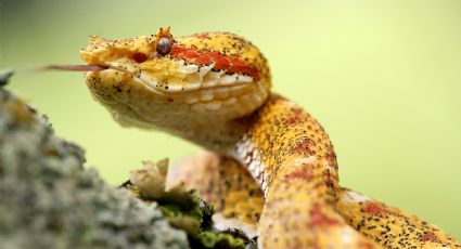 Australia descubre una nueva especie de serpiente que se está esparciendo por todo el país