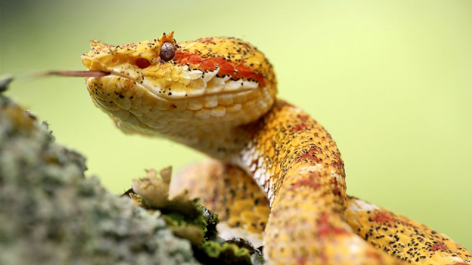 Imagen de una serpiente 'bocaraca'. En el mundo mueren cada año cerca de 85 mil personas a causa de mordeduras de serpiente.