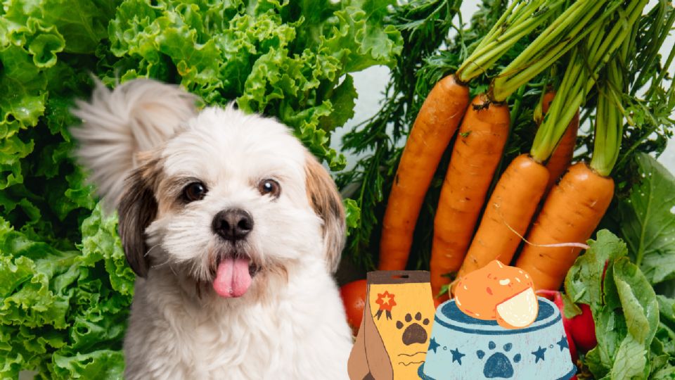 Dale alguno de estos alimentos como extra en su dieta diaria.