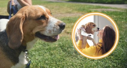 Beagle: todo lo que debes saber antes de adoptar esta raza de perros