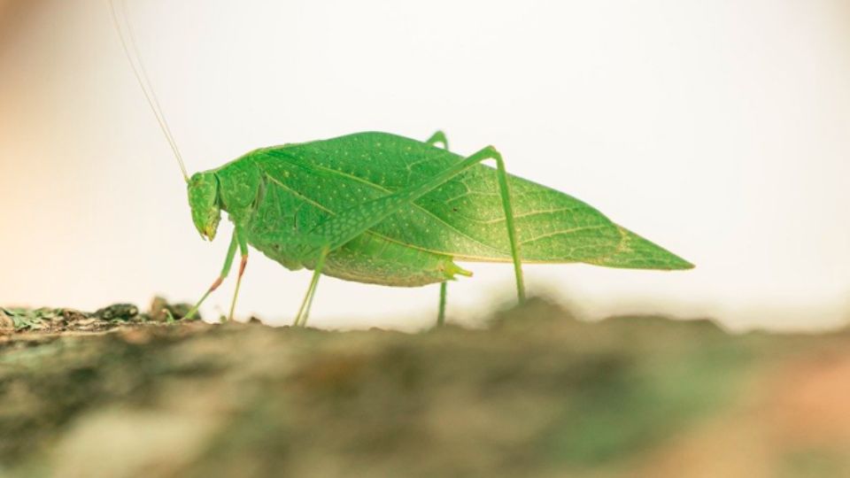 Las cigarras cantaban tan fuerte y seguras como un coro que ha ensayado durante meses para lograr la sincronía.