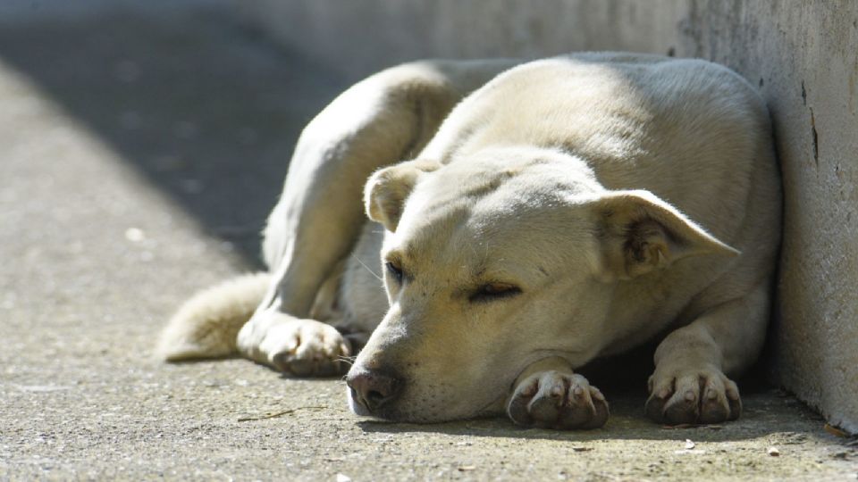 Hay miles de perros bajo esta condición.