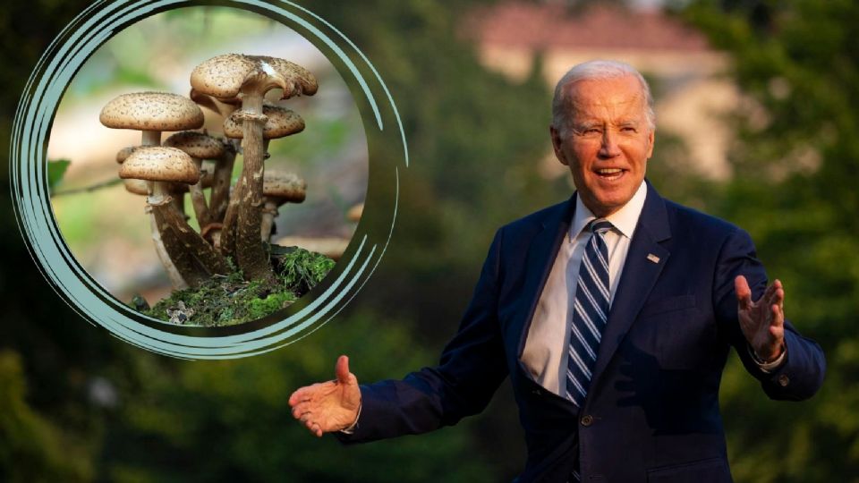 El hermano del mandatario fue quien confirmó el interés se Biden por estos alucinógenos naturales.