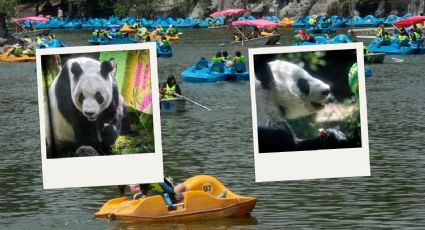 Zoológico de Chapultepec celebrará en grande sus 100 años