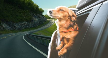 Vacaciones de verano 2023:  Recomendaciones para viajar con tu perro en auto