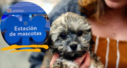 Walmart ‘Pet Friendly’: paso a paso para ingresar con tu mascota a la tienda de autoservicio