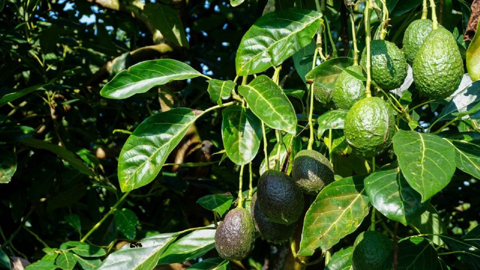 Refrenda SADER a regiones de cinco estados como zona libre de plagas del aguacatero.