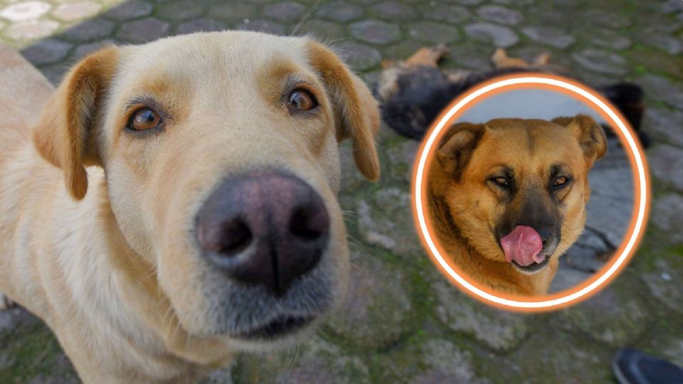 Ayudar a un perrito en la calle es muy sencillo.