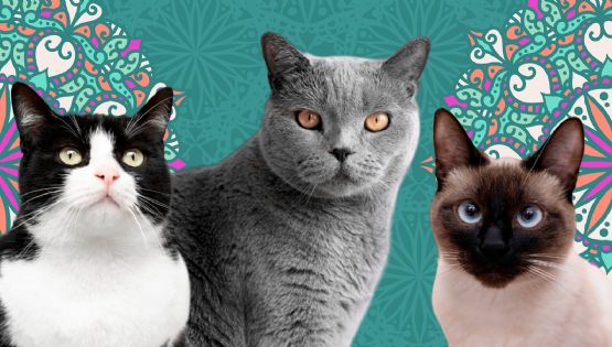 5 nombres para gato creados por mexicanos que te encantarán