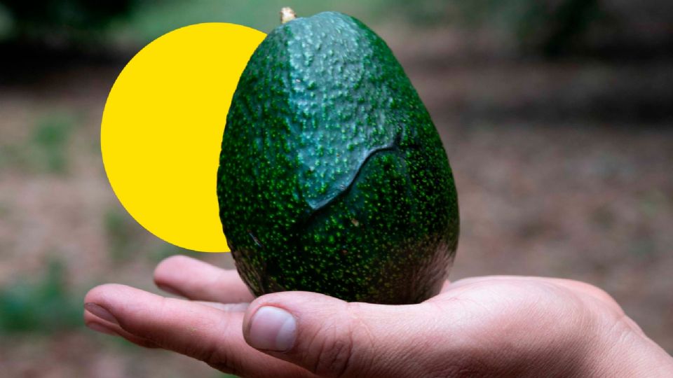 Aguacateros consideran que hacen falta campañas para dar a conocer este fruto mexicano.