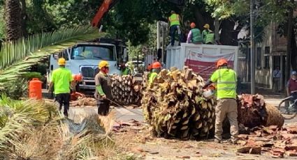 Retiran palmeras afectadas por plaga en avenida doctor Vértiz