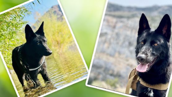 Calupoh: 7 cosas que debes de saber sobre el perro lobo mexicano