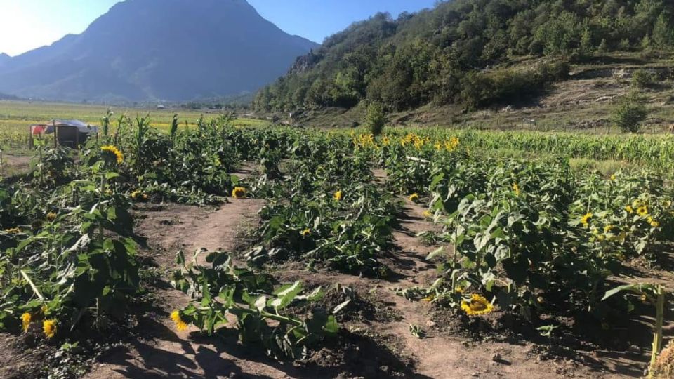 Girasoles destruidos en Laguna de Sánchez.