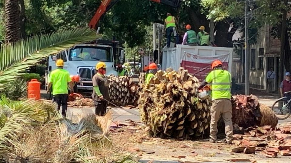 Trabajadores de SOBSE continúan con el retiro de palmeras en la alcaldía Benito Juárez.

