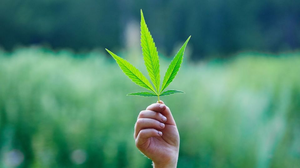 21% de las personas que consumen marihuana se vuelven adictas.