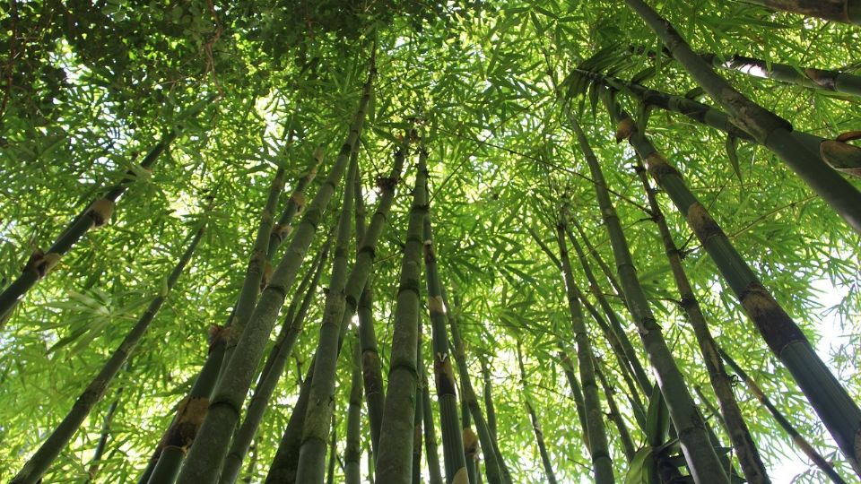 Bambú / Ilustración