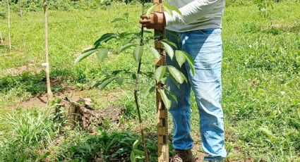 Tiene México potencial productivo para el cultivo de hule: SADER